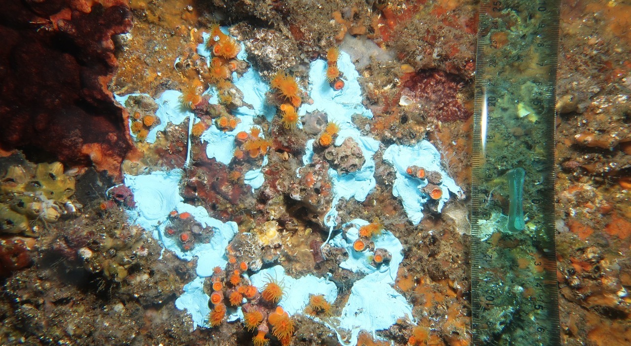 Napoli, sorpresa Bagnoli tornano i coralli nel mare ritrovato Napoli, sorpresa Bagnoli tornano i coralli nel mare ritrovato