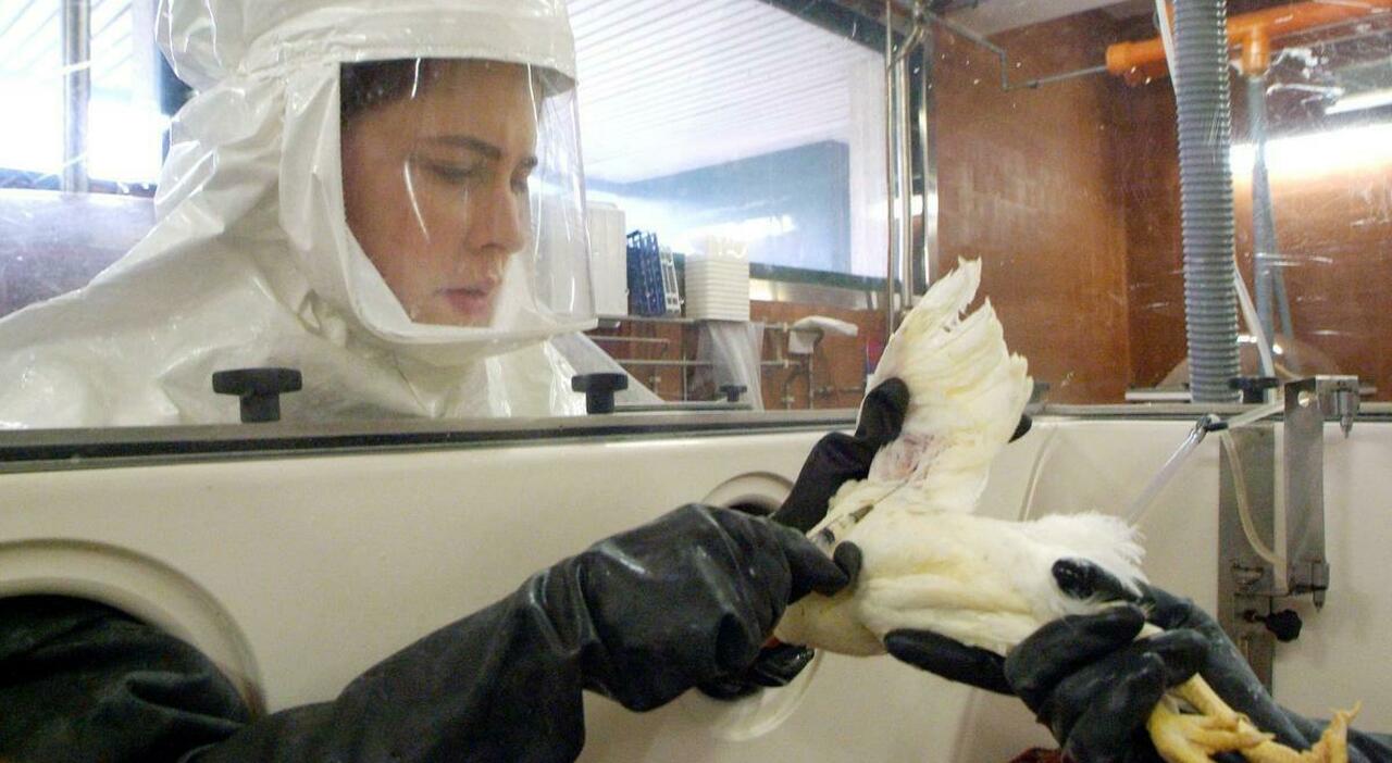 aviaria morto il primo umano al mondo affetto dal virus h5n5 monitoraggio attivo di chiunque sia stato a stretto contatto da Leggo.it aviaria morto il primo umano al mondo affetto dal virus h5n5 monitoraggio attivo di chiunque sia stato a stretto contatto