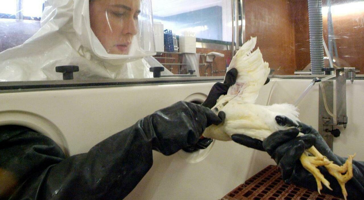 virus influenza aviaria h5n5 come 232 morto il paziente contagiato e qual 232 il rischio reale pregliasco si sta adattando all uomo da Leggo.it virus influenza aviaria h5n5 come 232 morto il paziente contagiato e qual 232 il rischio reale pregliasco si sta adattando all uomo