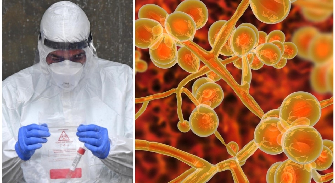 sanit224 cos 232 il fungo killer che spaventa gli ospedali per i pazienti infetti il tasso di mortalit224 232 del 45 cosa 232 emerso dallo studio