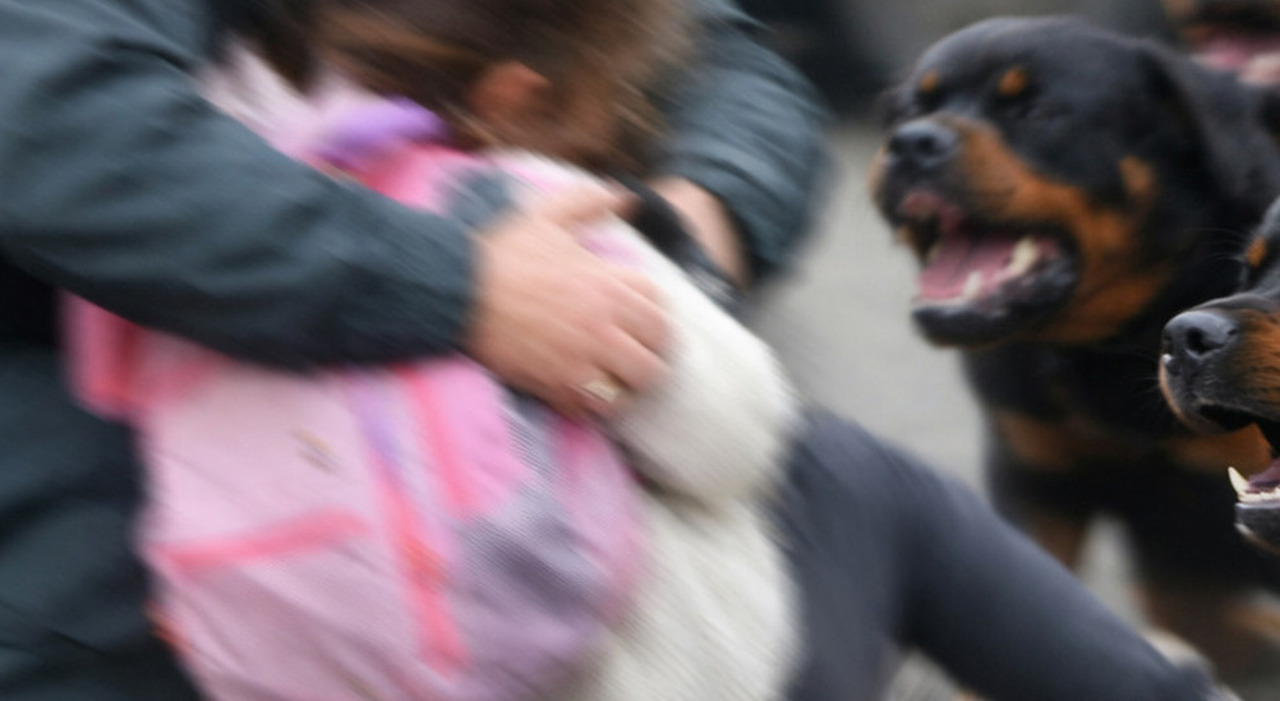 https://statics.cedscdn.it/photos/MED_HIGH/2025/12/22/9259779_22104624_bambina_aggressione_rottweiler_fermata_scuolabus_salvata_finanziere_denuncia_cani_pisa.jpg