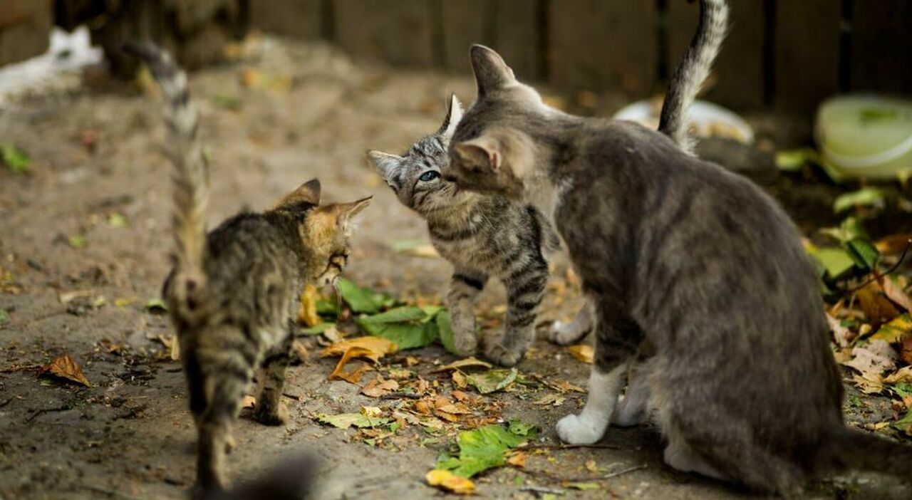 https://statics.cedscdn.it/photos/MED_HIGH/2025/12/24/9263950_24181810_strage_gatti_avvelenati_villa_raspa_di_spoltore_pescara_animali_uccisi_lndc_animal_protection.jpg