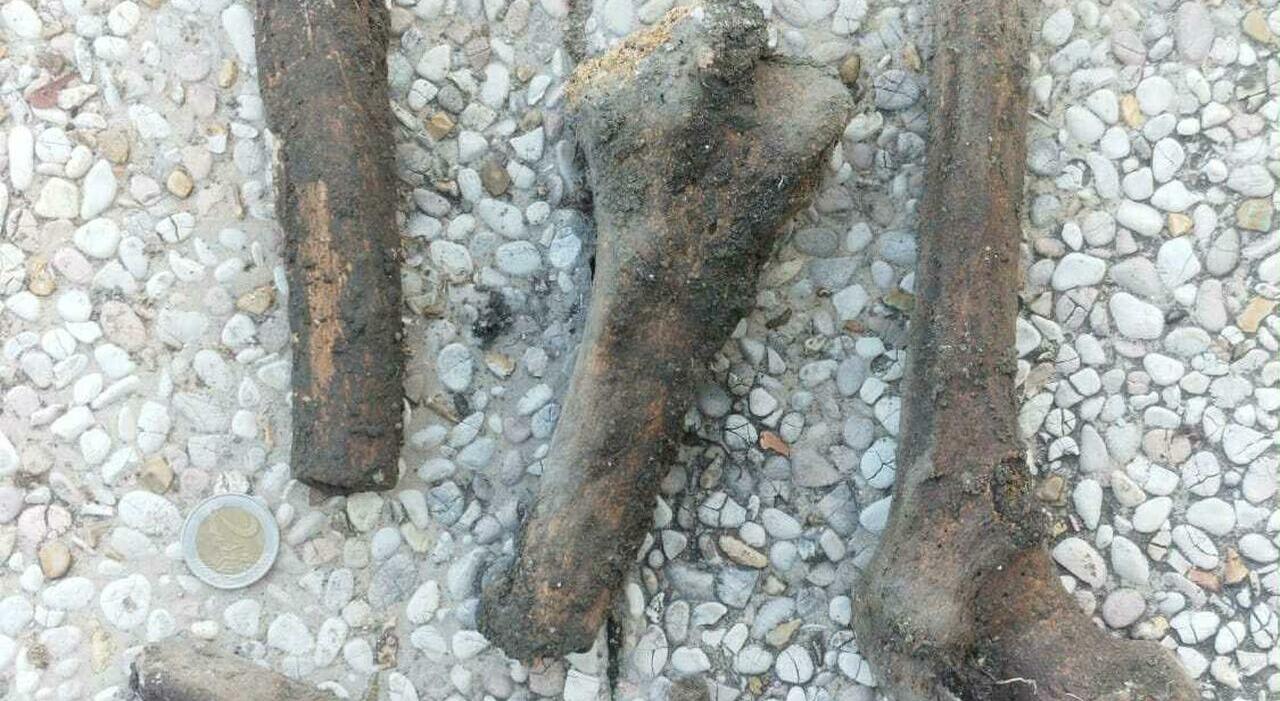 Ossa trovate nel cortile di un palazzo a Senigallia, la verità dalla perizia: sono umane. A chi appartengono?