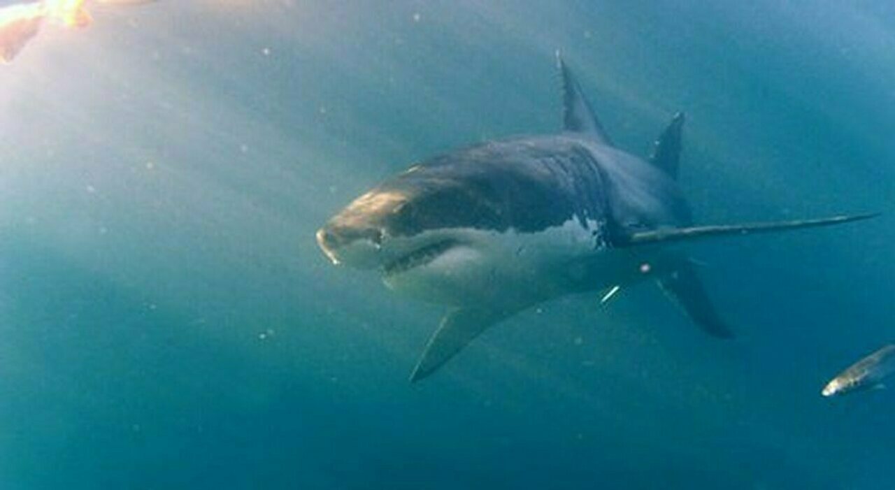 https://statics.cedscdn.it/photos/MED_HIGH/2026/01/18/9305274_18134114_8361358_18115237_morta_donna_30enne_morsa_squalo_vacanza_barca_canarie_oggi_18_9_2024.jpg