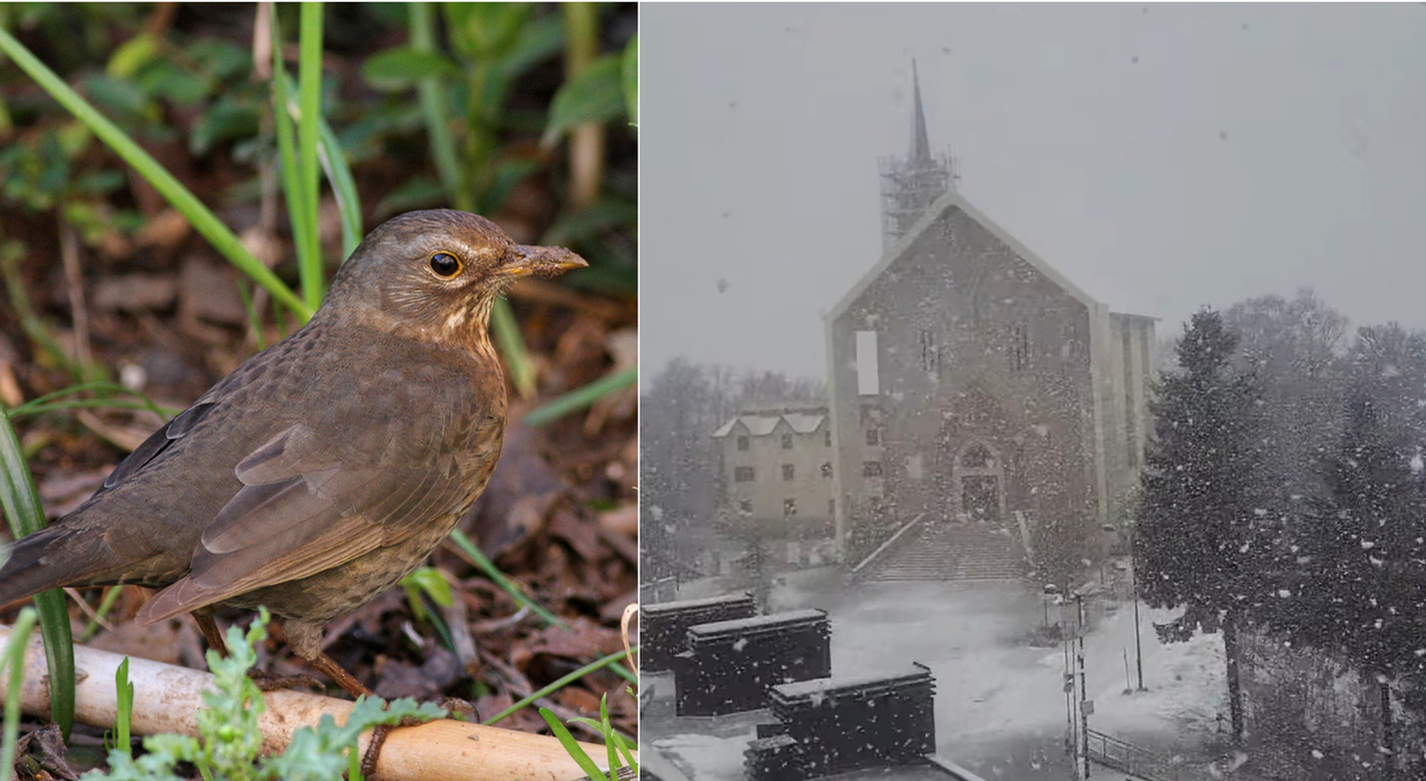 giorni della merla cosa sono e perch233 si chiamano cos236 quest anno saranno davvero i pi249 freddi da Leggo.it giorni della merla cosa sono e perch233 si chiamano cos236 quest anno saranno davvero i pi249 freddi
