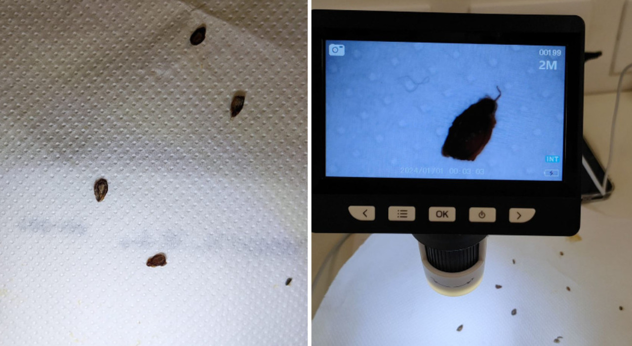 scarafaggi nella zuppa della mensa dell asilo allarme tra le famiglie gli insetti scambiati per spezie abbondanti da Ilgazzettino.it scarafaggi nella zuppa della mensa dell asilo allarme tra le famiglie gli insetti scambiati per spezie abbondanti