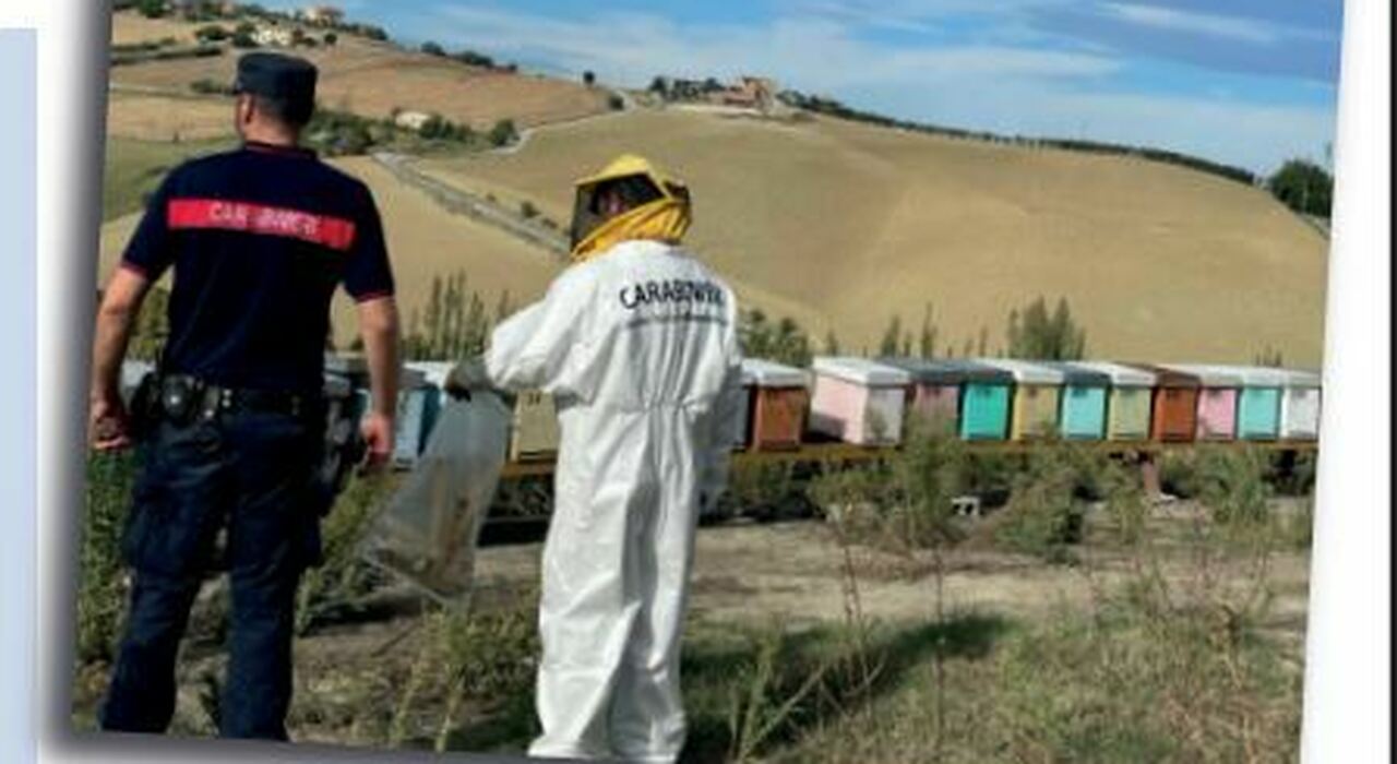 Produzione di miele contraffatto: dieci indagati per truffa aggravata nelle Marche. C Produzione di miele contraffatto: dieci indagati per truffa aggravata nelle Marche. C