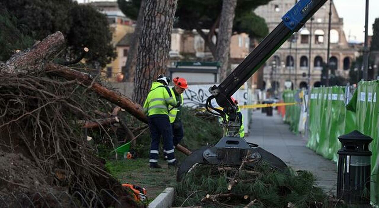 Il pino ad alto fusto caduto in via dei Fori Imperiali all'altezza del Foro Traiano, che ha provocato il ferimento lieve di tre persone, Roma, 1 febbraio 2026. ANSA/FABIO CIMAGLIA