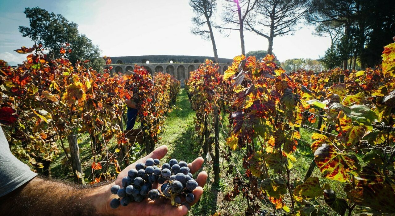 Pompei, vino tra gli Scavi: 30mila bottiglie all Pompei, vino tra gli Scavi: 30mila bottiglie all