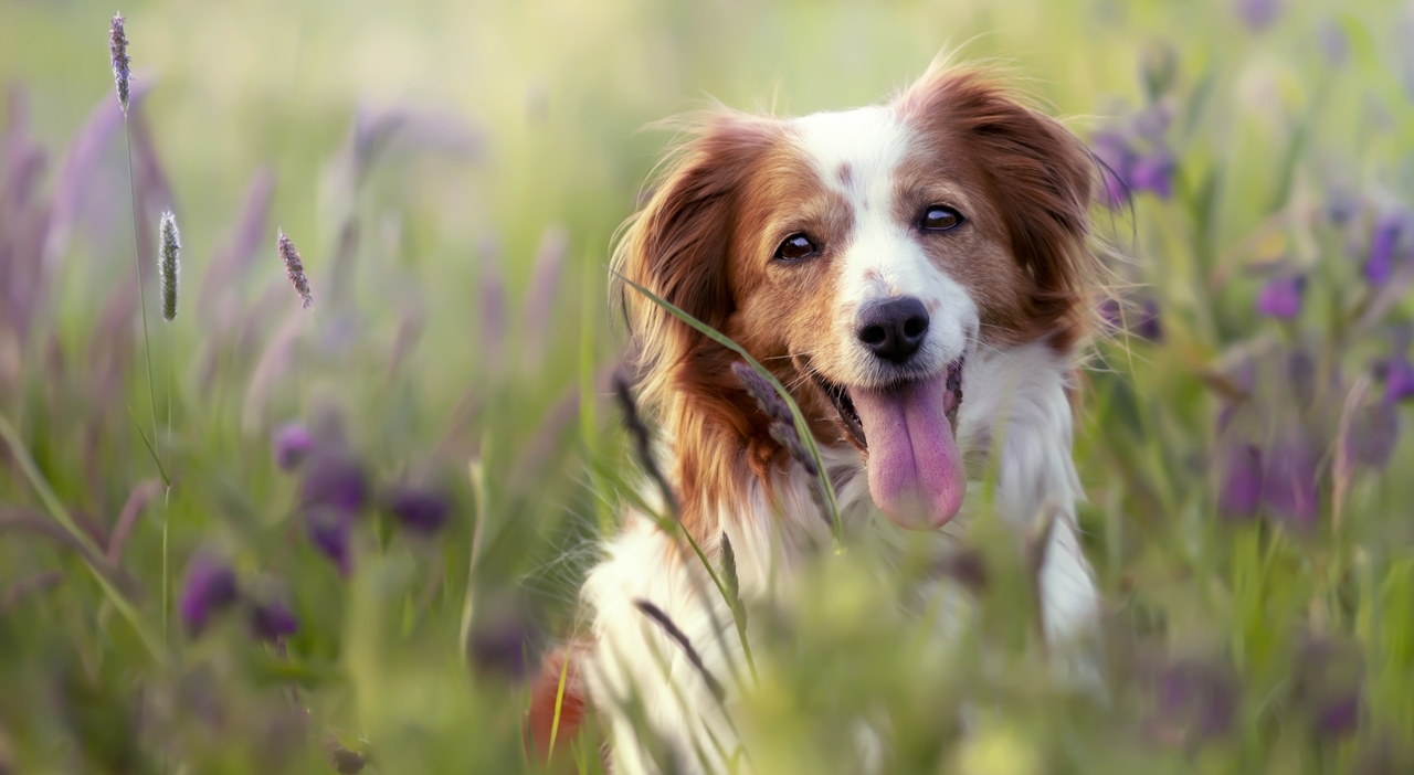 https://statics.cedscdn.it/photos/MED_HIGH/2026/02/04/9338907_04104925_selective_focus_shot_adorable_kooikerhondje_dog_field.jpg