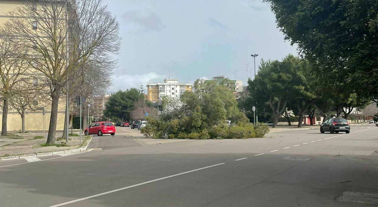 vento forte e mareggiate allerta arancione sulla puglia alberi caduti danni e disagi