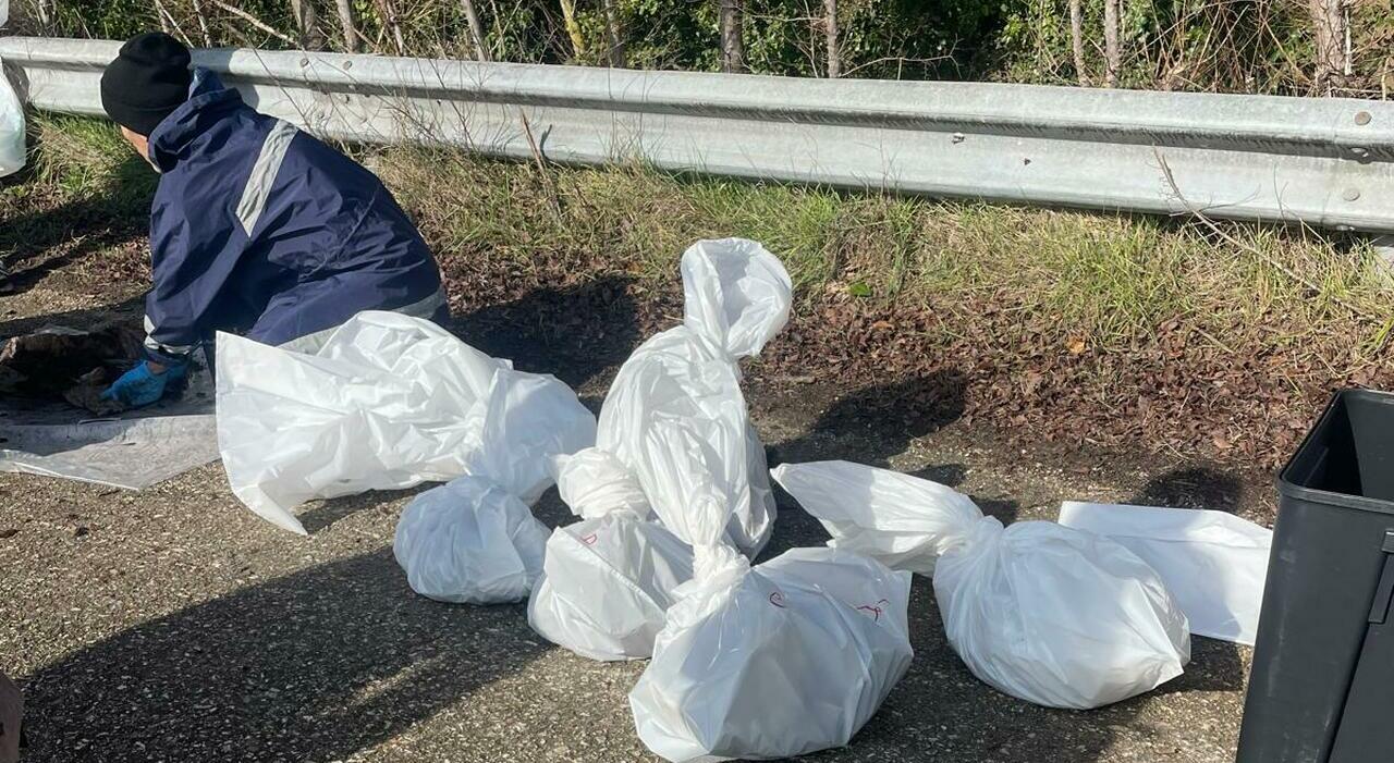 Un cimitero dell?orrore vicino all?A14: trovati altri sacchi, uccisi almeno 15 cani. Chi ha compiuto questa strage?