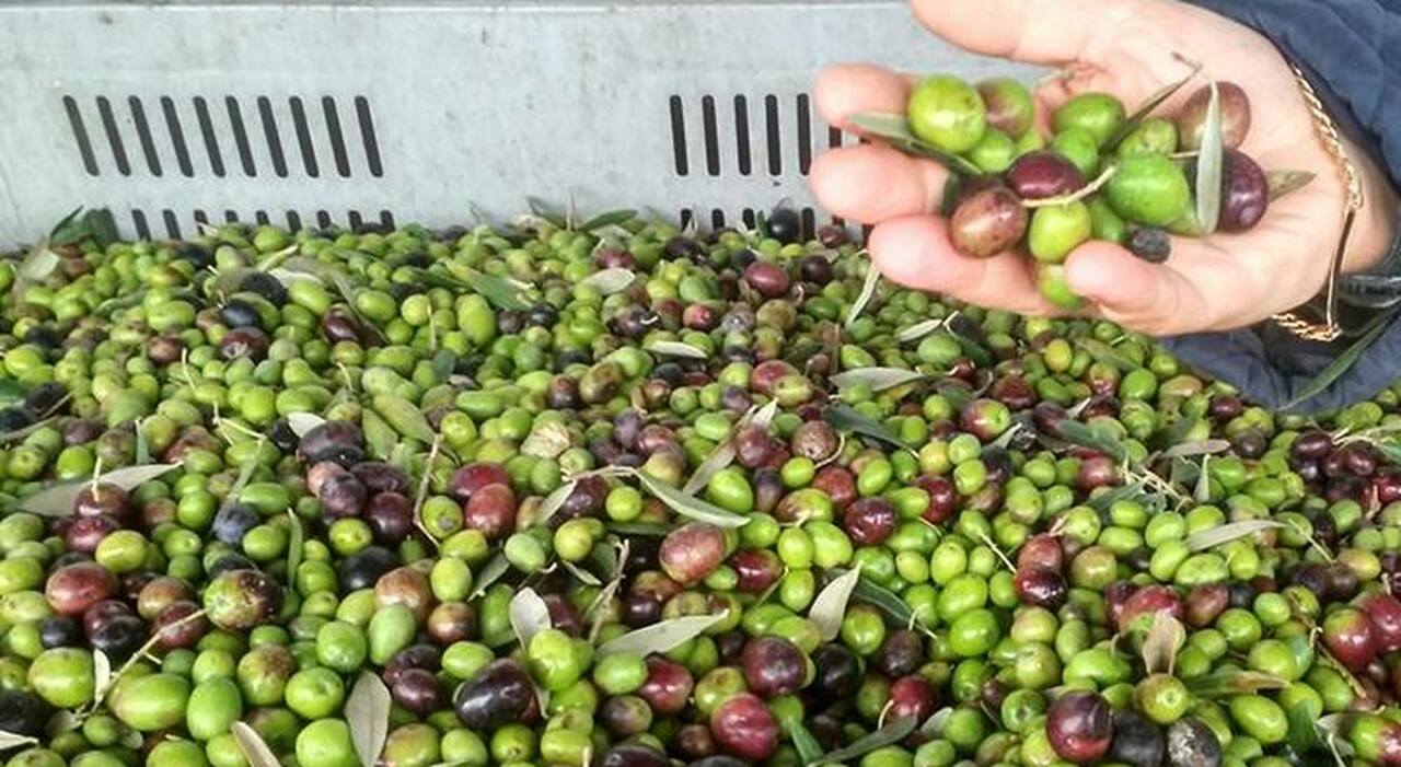 18 Tons of Fake 'Extra Virgin' Olive Oil Seized in Salerno - finanza news from Il Mattino