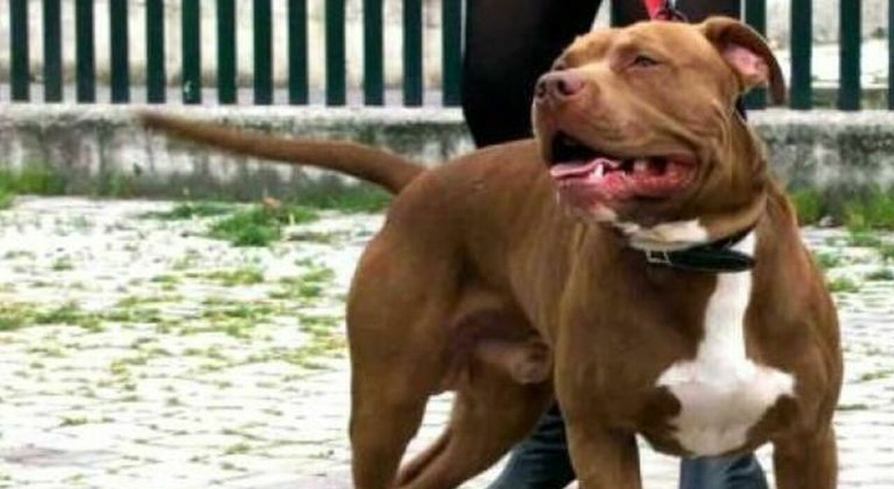 https://statics.cedscdn.it/photos/MED_HIGH/2026/02/13/9357395_13101907_bambina_azzannata_pitbull_ceccano_come_sta.jpg
