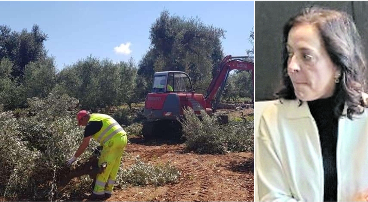 xylella team di scienziati da tutto il mondo per fermare la pandemia blanca landa nominata nel comitato scientifico chi 232 da Quotidianodipuglia.it xylella team di scienziati da tutto il mondo per fermare la pandemia blanca landa nominata nel comitato scientifico chi 232