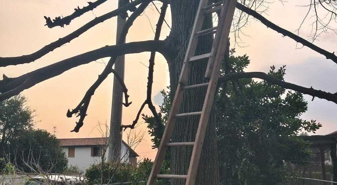 sale sull albero a 96 anni per potarlo ma un ramo si rompe precipita da un altezza di 10 metri e muore sul colpo
