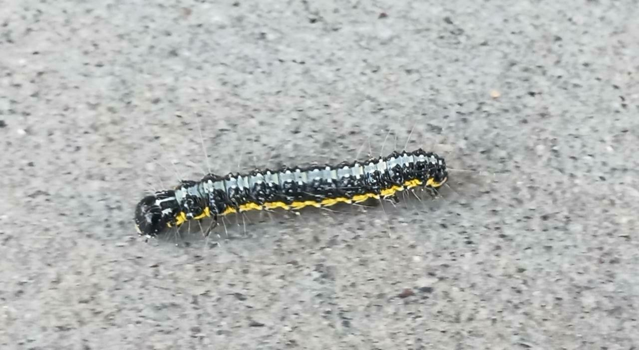 salta lappalto anti processionarie il disinfestatore io sono allergico il comune di ancona cambia in corsa la ditta da Corriereadriatico.it salta lappalto anti processionarie il disinfestatore io sono allergico il comune di ancona cambia in corsa la ditta