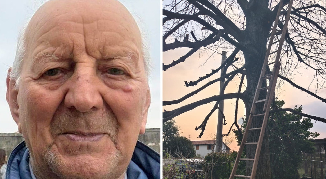 giovanni dal canton sale sull albero per potarlo ma un ramo si rompe e lui precipita il 96enne muore sul colpo l allarme lanciato dal figlio