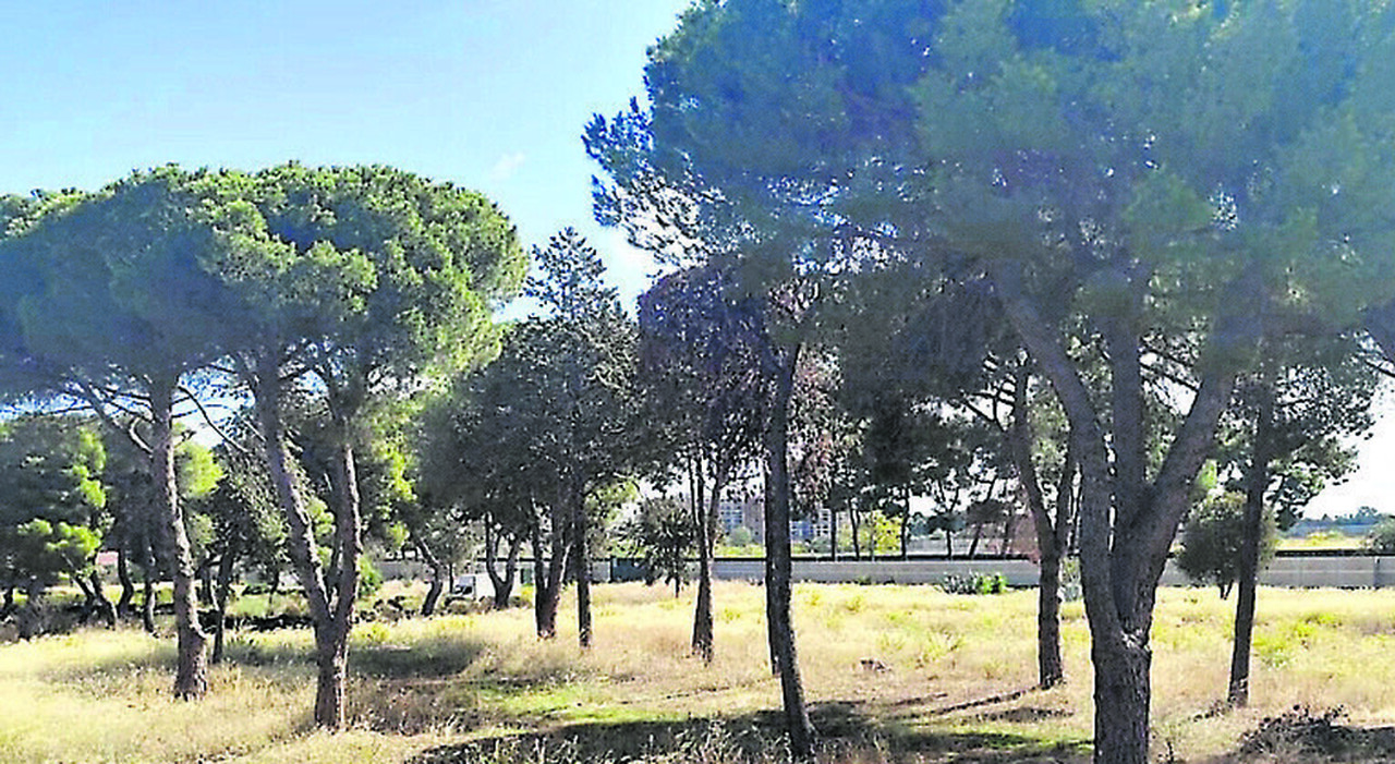 bari ricorso contro la gara per il parco della giustizia udienza al consiglio di stato