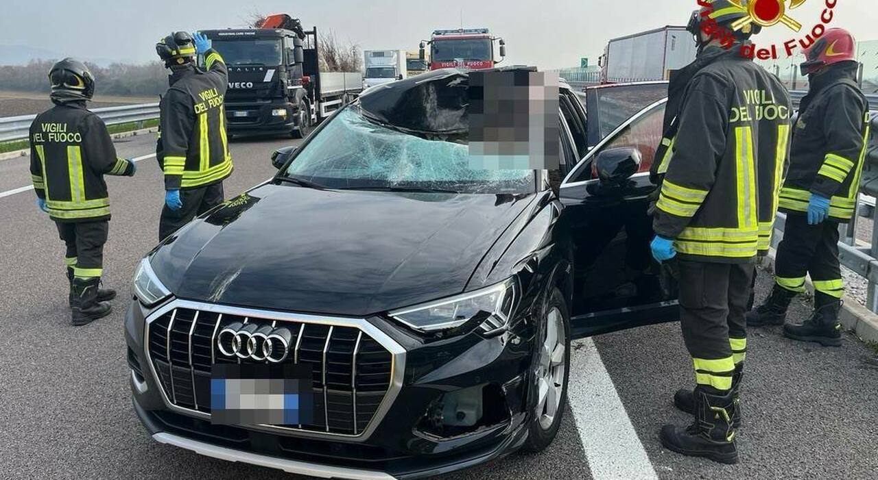 Cervo centrato da un