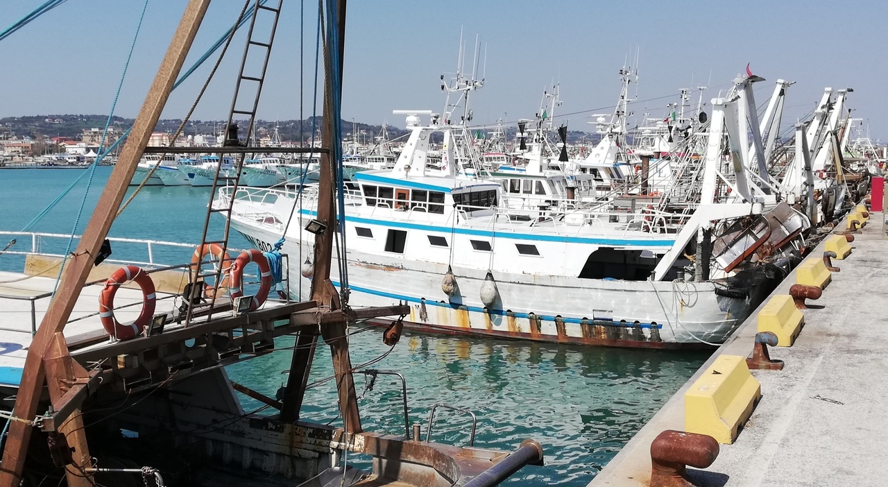 sos dai campi al mare nelle marche il gasolio 232 alle stelle una delle crisi pi249 gravi degli ultimi 30 anni da Corriereadriatico.it sos dai campi al mare nelle marche il gasolio 232 alle stelle una delle crisi pi249 gravi degli ultimi 30 anni