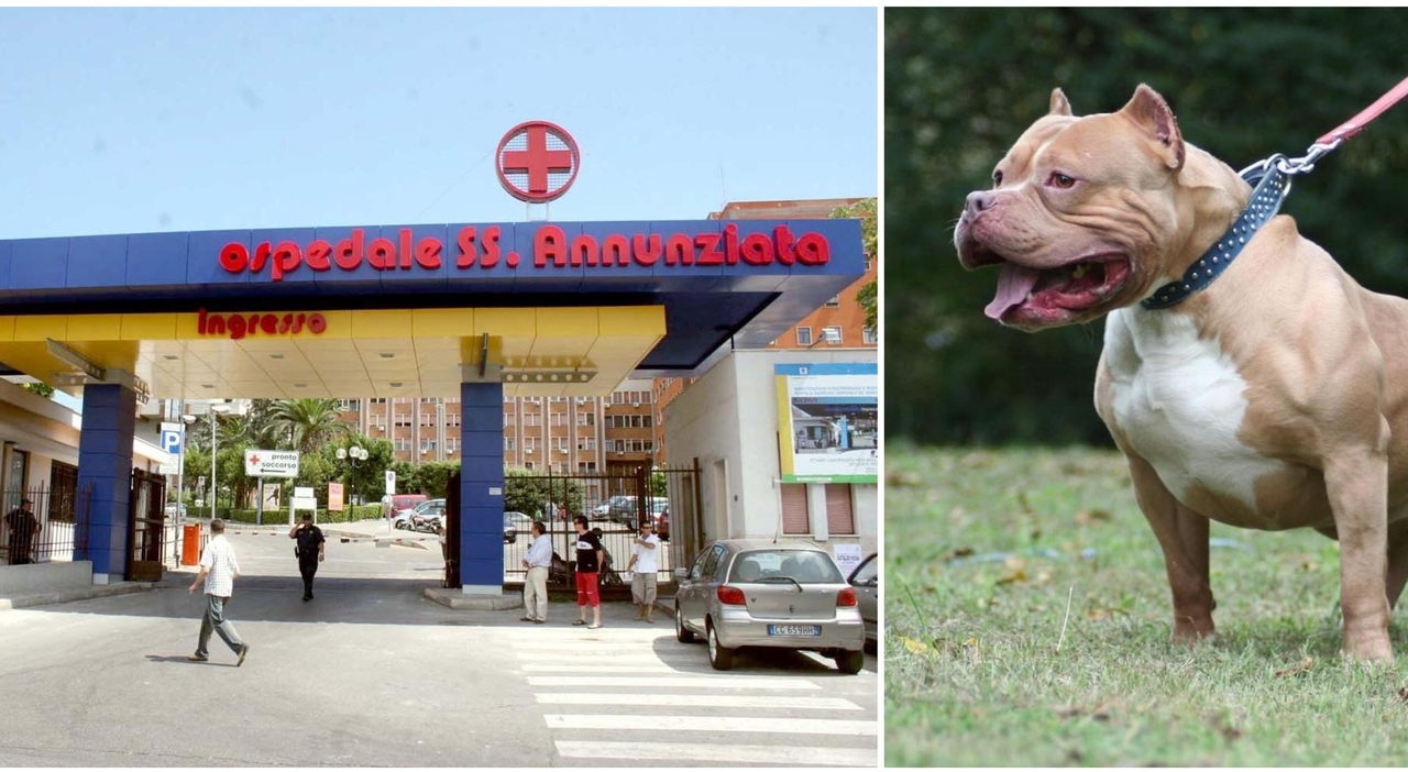 taranto uomo aggredito in casa dai suoi due pitbull a talsano 232 in ospedale