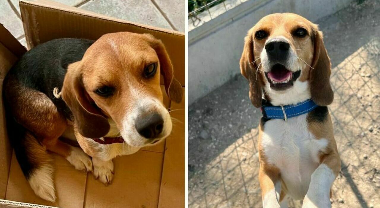 https://statics.cedscdn.it/photos/MED_HIGH/2026/03/16/9419735_16204355_9082522_22120118_cani_beagle_salvati_sperimentazione_animali_adozione_luv_oggi_22_settembre_2025.jpg