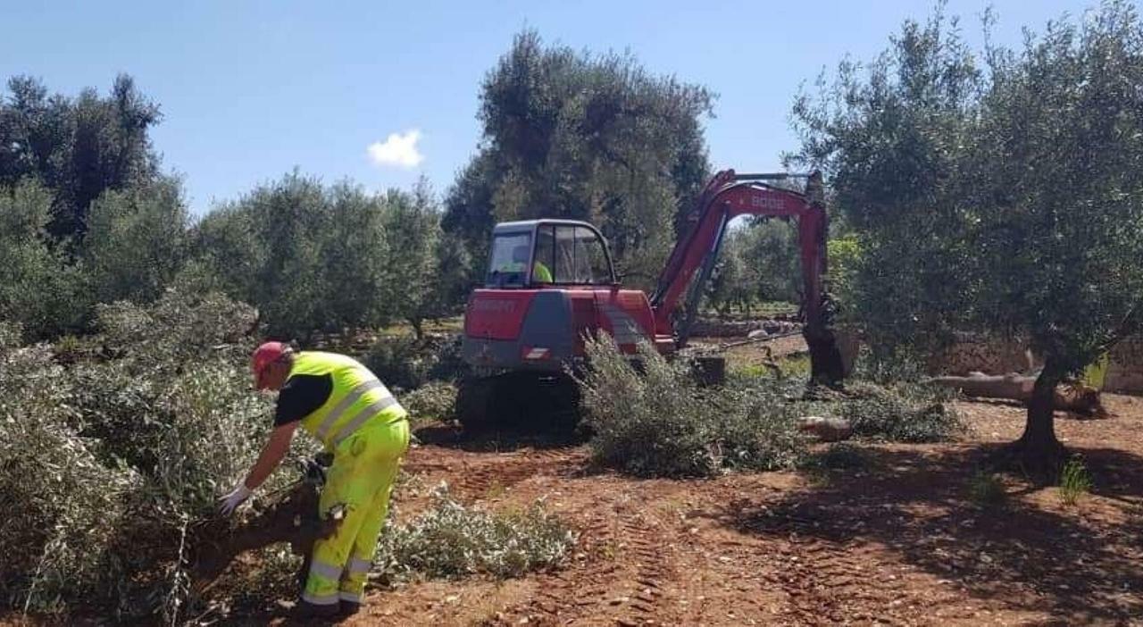 xylella beneficiari dei fondi ma reimpianti mai partiti revocati i soldi a 500 da Quotidianodipuglia.it xylella beneficiari dei fondi ma reimpianti mai partiti revocati i soldi a 500