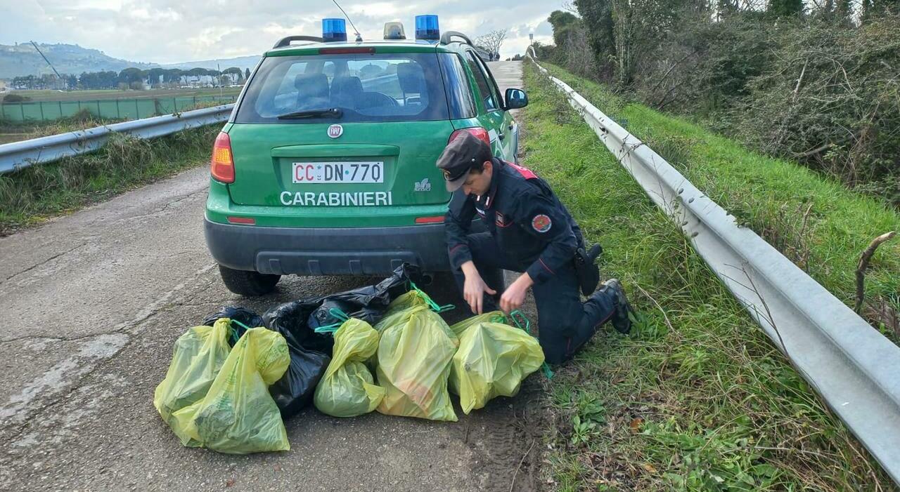 nel cimitero horror 55 carcasse di cani blitz nella casa di un cacciatore di loreto sequestrati telefono e gabbie da Corriereadriatico.it nel cimitero horror 55 carcasse di cani blitz nella casa di un cacciatore di loreto sequestrati telefono e gabbie