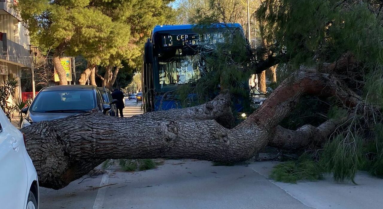 tragedia sfiorata in centro un grosso albero cade su un bus in transito choc tra i passeggeri