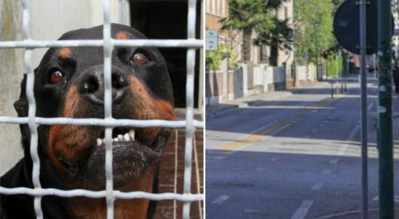 bambino di 7 anni azzannato da un rottweiler in strada 232 grave dopo l aggressione il padrone 232 scappato con il cane
