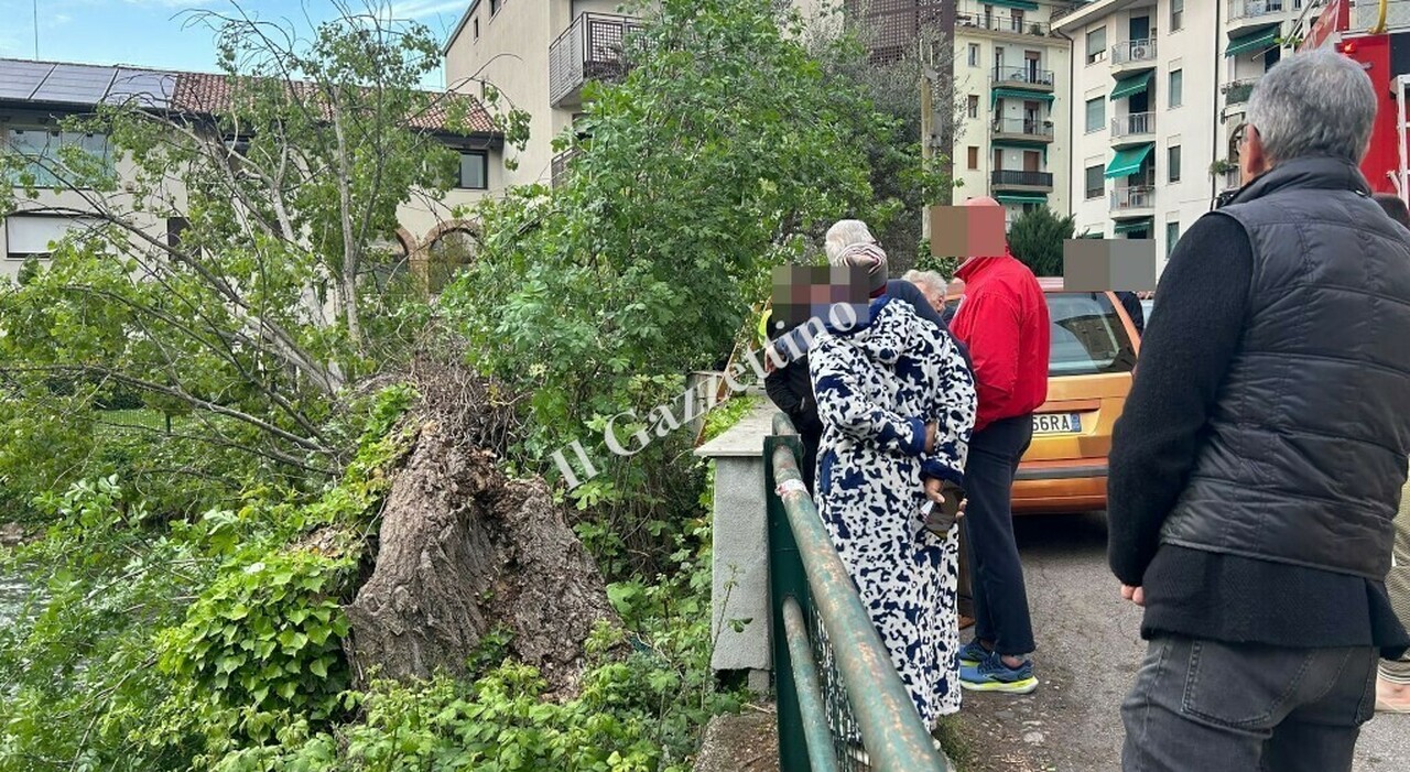 muore lungo il canale travolto dall albero che gli crolla addosso da Ilgazzettino.it muore lungo il canale travolto dall albero che gli crolla addosso