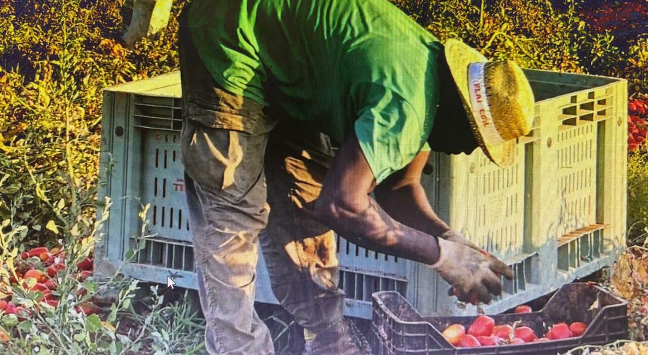 agricoltura sofferenza per fiori e vino via 6mila braccianti in 9 anni solo lecce cresce