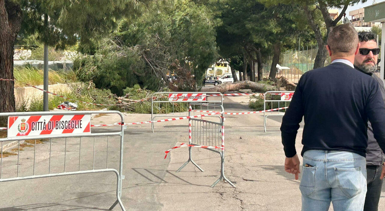 Ragazzina di 12 anni muore in Puglia: Alicia Amoruso travolta e uccisa ...