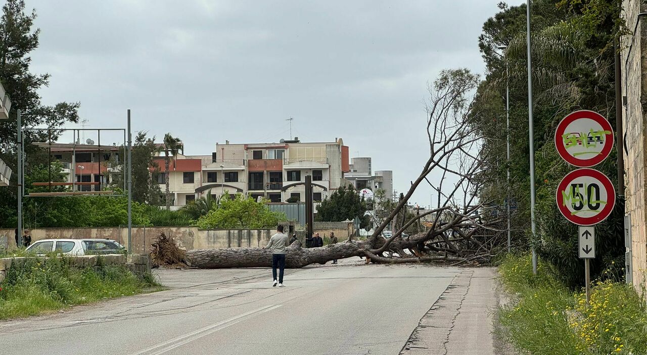 salento albero caduto sulla provinciale sfiorata la tragedia