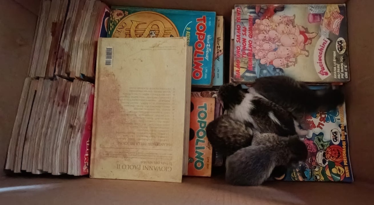 Salento, la sorpresa tra i fumetti di Topolino: in biblioteca una gattina partorisce