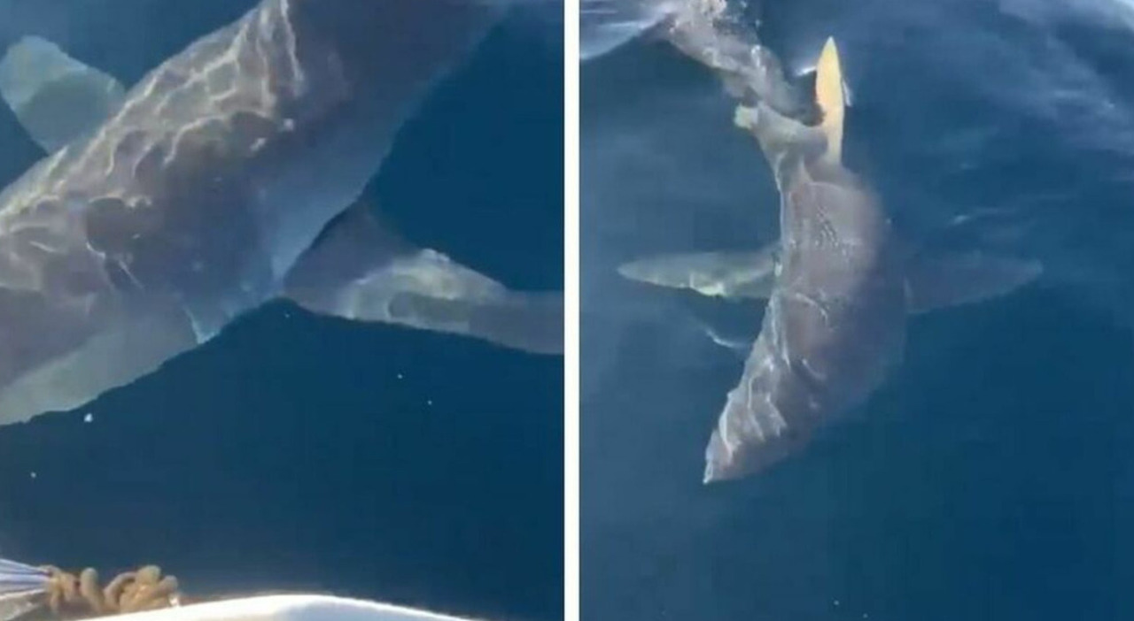 https://statics.cedscdn.it/photos/MED_HIGH/2026/04/27/9498455_27111321_squalo_mako_attacca_barca_gallipoli_cosa_e_successo.jpg