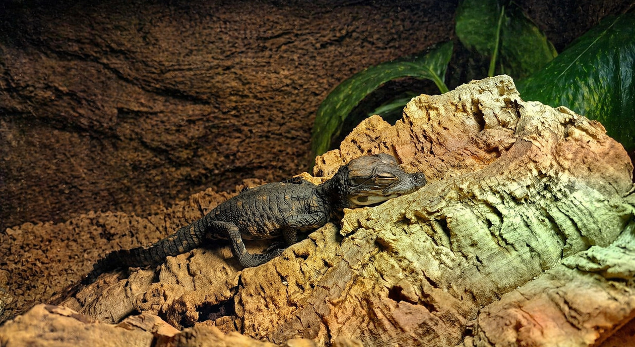 https://statics.cedscdn.it/photos/MED_HIGH/2026/04/28/9501002_28190725_il_piccolo_coccodrillo_nano_subito_dopo_la_schiusa_al_parco_natura_viva.jpg