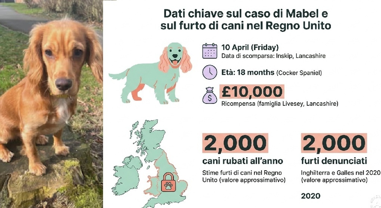 https://statics.cedscdn.it/photos/MED_HIGH/2026/05/01/9506914_01140024_mabel_cane_scomparso.jpg