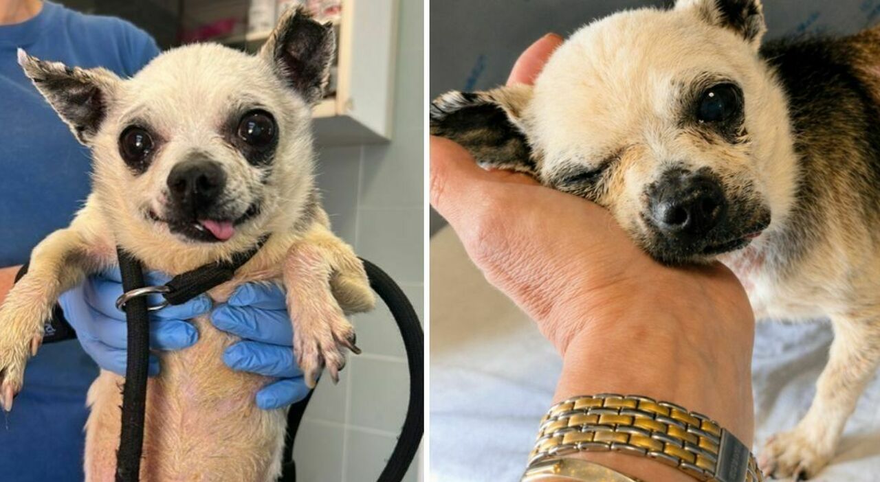 https://statics.cedscdn.it/photos/MED_HIGH/2026/05/05/9512643_05092437_cane_abbandonato_roma_tor_vergata_chihuahua_ercole.jpg