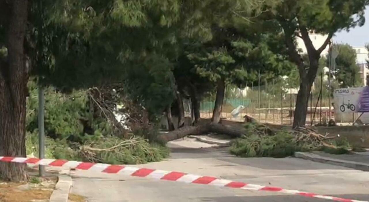 alicia amoruso morta schiacciata da un albero perquisizioni nella ditta del verde e 5 indagati a bisceglie i nomi