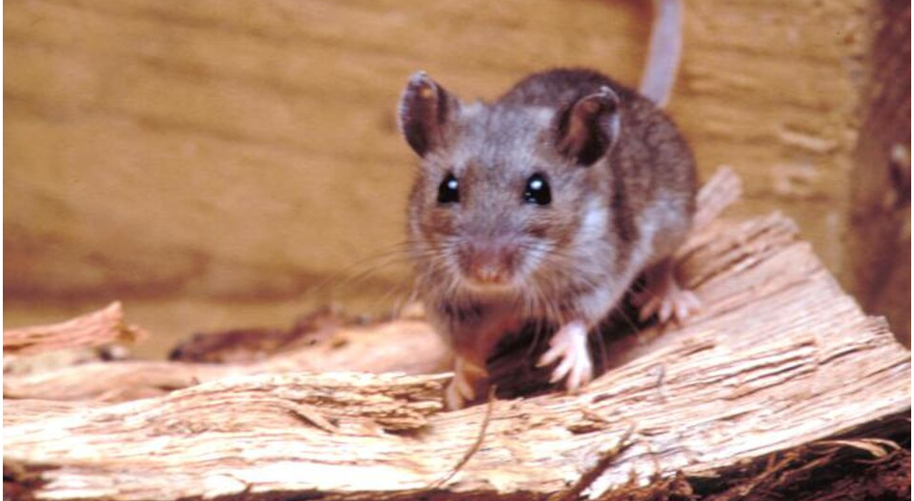 https://statics.cedscdn.it/photos/MED_HIGH/2026/05/07/9517396_07132615_hantavirus.jpg