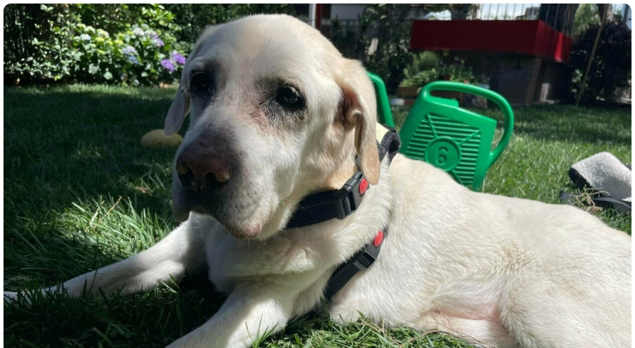 https://statics.cedscdn.it/photos/MED_HIGH/2026/05/08/9519876_08172454_uccide_cane_spaccandogli_cranio_mandibola_uomo_denunciato_rimini_oggi.jpg