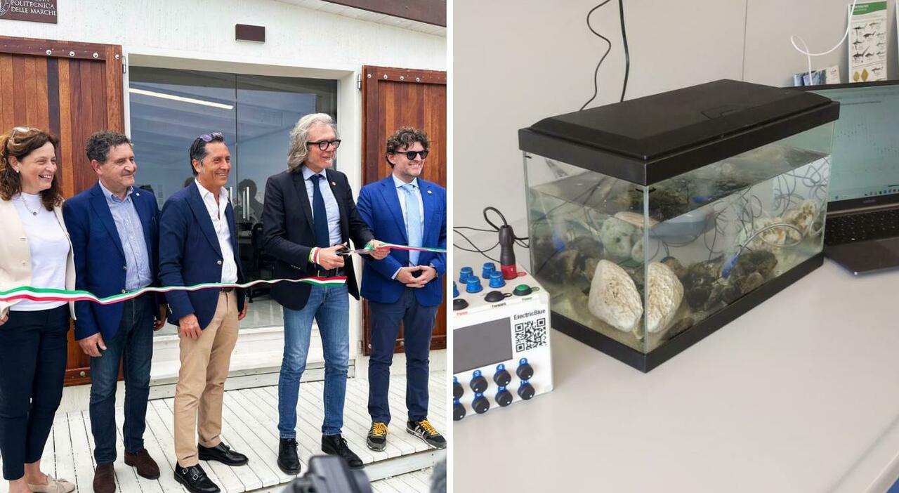 A Portonovo si studia il battito cardiaco dei moscioli: inaugurato il laboratorio dell'Univpm