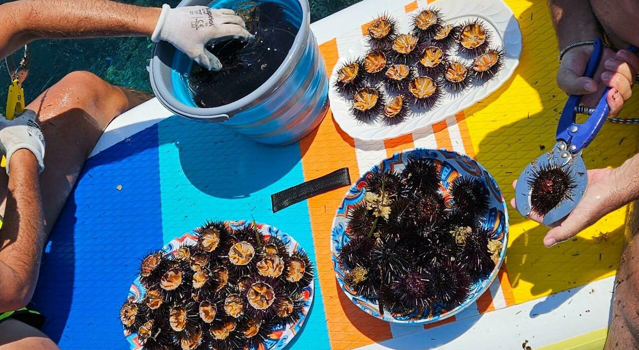 ricci di mare segnali di ripresa in puglia ma il bracconaggio resta unemergenza da Quotidianodipuglia.it ricci di mare segnali di ripresa in puglia ma il bracconaggio resta unemergenza