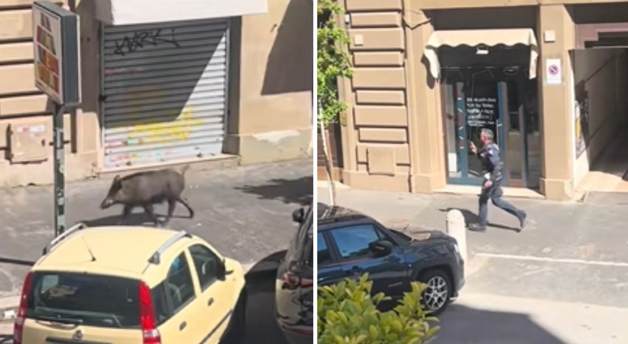 https://statics.cedscdn.it/photos/MED_HIGH/2026/05/19/9541403_19101808_roma_un_cinghiale_passeggia_spensierato_per_le_vie_del_centro_il_video.jpg