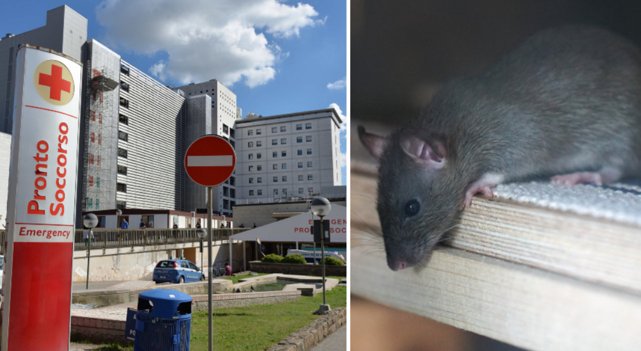 topi morti nelle sale operatorie dell ospedale il piano chiude per sanificazione possibile legame con i cantieri del tram vicini