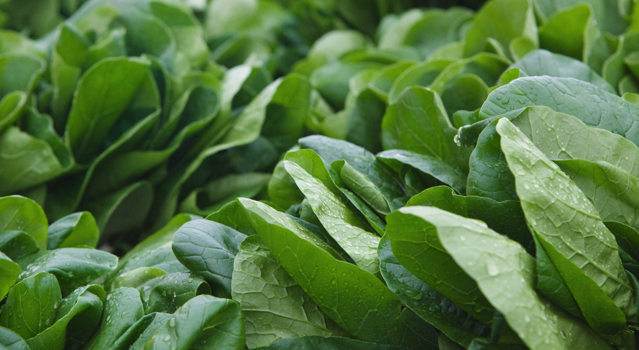 non mangiate spinaci sono contaminati da mandragora in un file audio diventato virale un allarme del tutto falso da Ilmattino.it non mangiate spinaci sono contaminati da mandragora in un file audio diventato virale un allarme del tutto falso