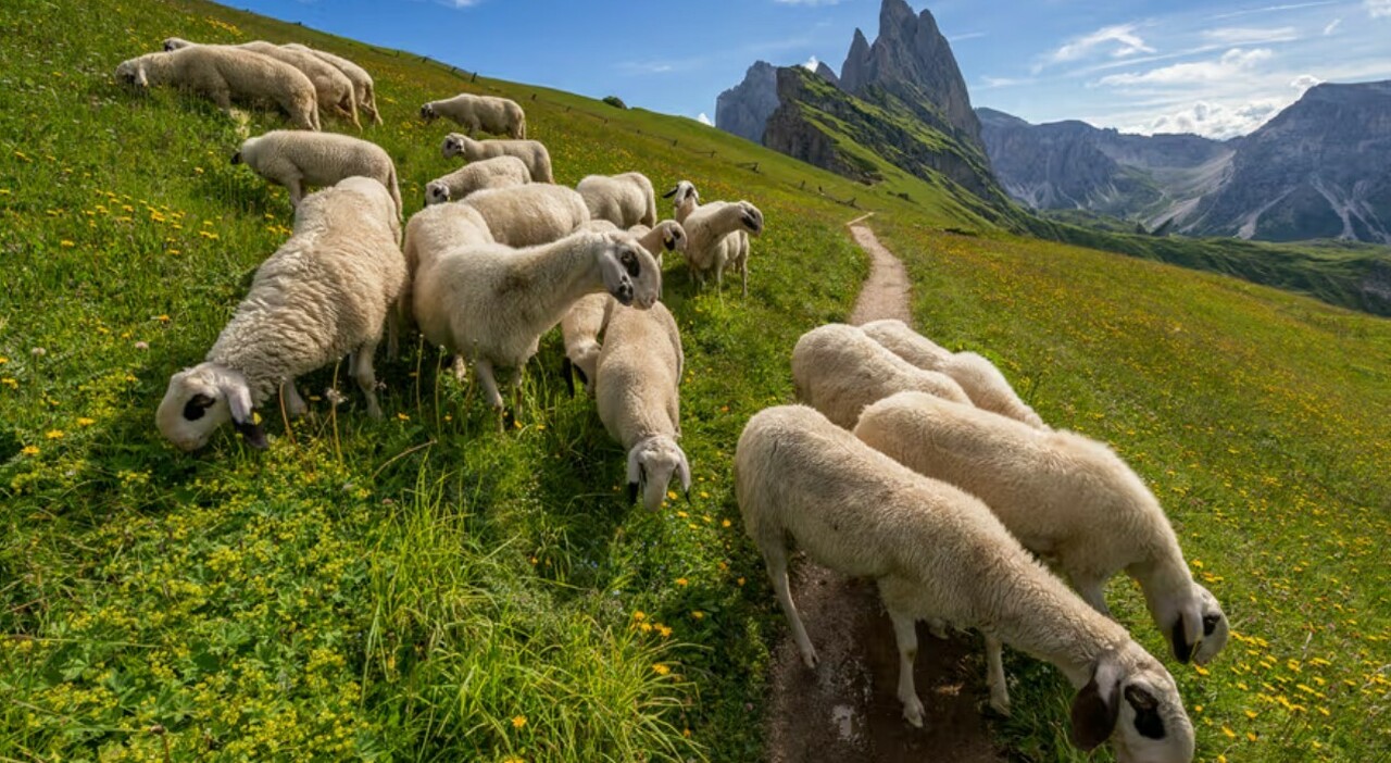 https://statics.cedscdn.it/photos/MED_HIGH/2026/05/22/9548578_22182425_bandiere_verdi_2026_legambiente_classifica_friuli_trentino_alto_adige_veneto_cortina.jpg