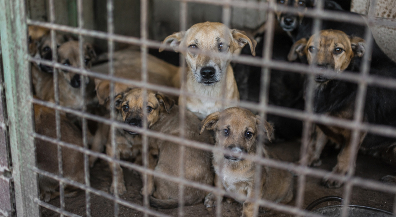 https://statics.cedscdn.it/photos/MED_HIGH/2026/05/25/9553448_25105354_maltrattamento_animali_caccamo_cani_incatenati_cuccioli_palermo.jpg
